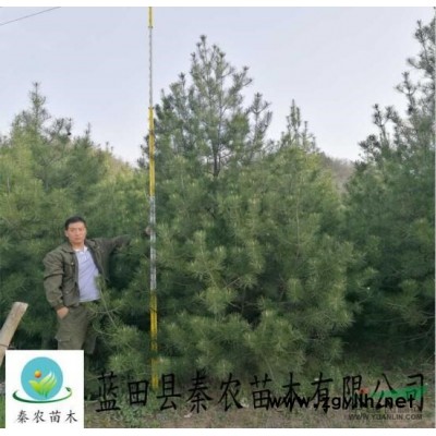 白皮松|白皮松銷售批發|白皮松種植技術|藍田縣秦農苗木