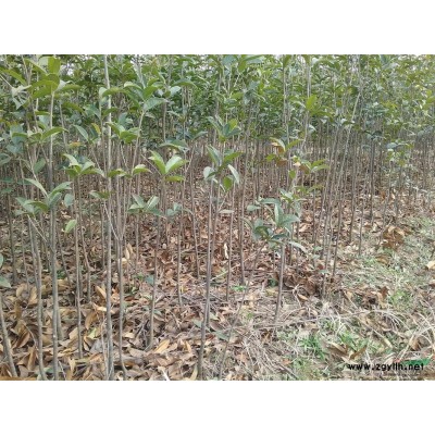 河南潢川大量供應（1-2公分）桂花樹