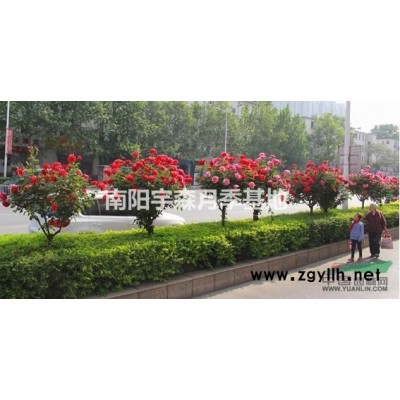 樹樁月季，3，4，5各種規格。價格優厚