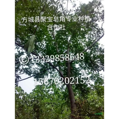河南五十萬皂角小苗出售，價格優廉介紹