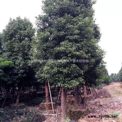 農(nóng)戶低價(jià)批發(fā)/銷售質(zhì)優(yōu)價(jià)廉/地苗/袋苗精品扶桑/朱槿/薔薇