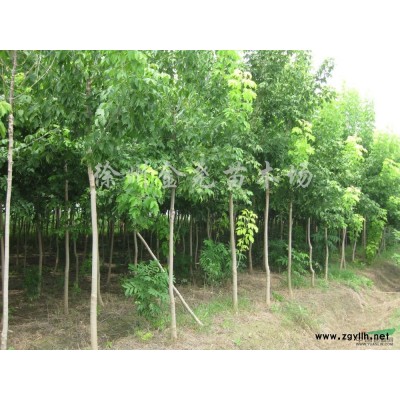 供應(yīng) 金葉復(fù)葉槭小苗高度 20--200CM