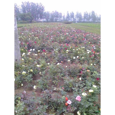 金山繡線菊、紅花繡線菊、金焰繡線菊、珍珠繡線菊等