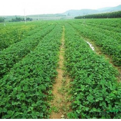 山東省力拓苗木基地供應(yīng)潤泰一號柱狀蘋果苗，品種純正可簽訂合同
