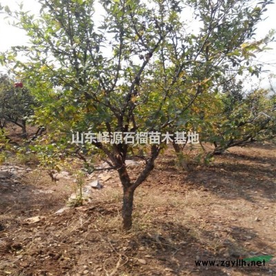 山東3，4，5，6，7，8，9，10公分石榴樹批發出售供應