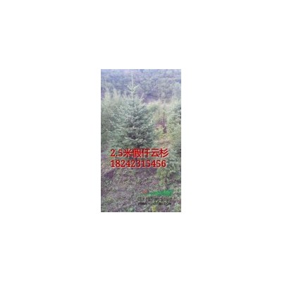 遼寧地區(qū)供應(yīng)各規(guī)格云杉