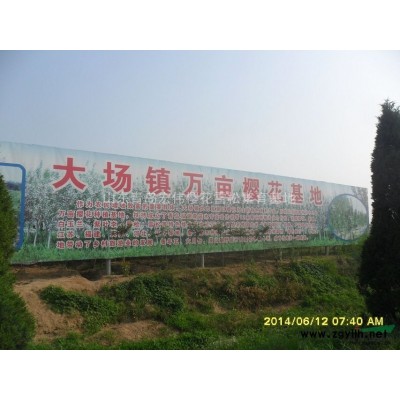 日本櫻花基地，山東櫻花供應，山東櫻花批發(fā)。山東青島櫻花基地，