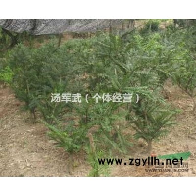 美國(guó)薄殼山核桃（碧根果）苗