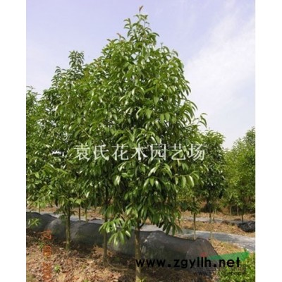 供應(yīng)浙江地區(qū)茶花 浙江茶花價(jià)格批發(fā) 出售茶花供應(yīng)