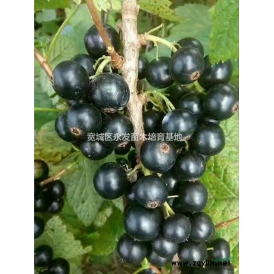 黃菠蘿苗 黃柏苗 大量批發出售一年苗二年苗