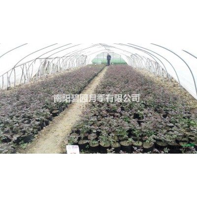 小高桿月季