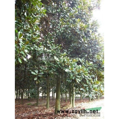 15~21公分  嵊州廣玉蘭   浙江廣玉蘭  大廣玉蘭供應(yīng)