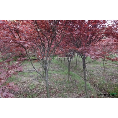 2014年紅楓價格，中國紅楓之鄉，浙江紅楓，浙江紅楓基地，
