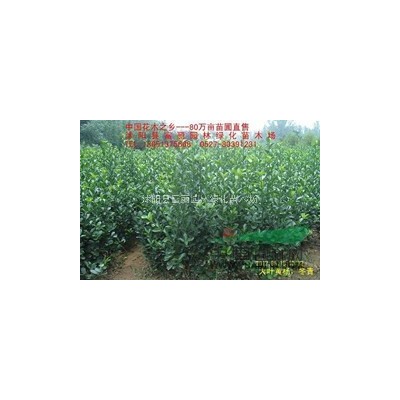 垂柳，青皮柳，黃柳，金絲垂柳價格 基地粗2-5-10-25公
