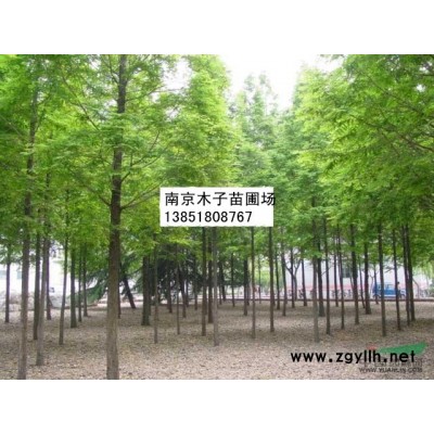 棕櫚圖片\棕櫚報(bào)價(jià)