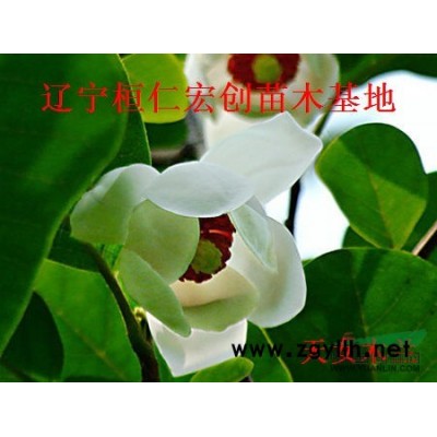 刺五加苗、刺五加基地、刺五加苗價(jià)格