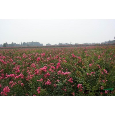 供應(yīng)各規(guī)格紫薇/紅花紫薇/四川紅花紫薇