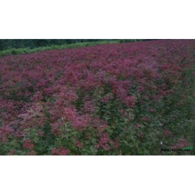 浙江嵊州當(dāng)年生三季紅楓小苗