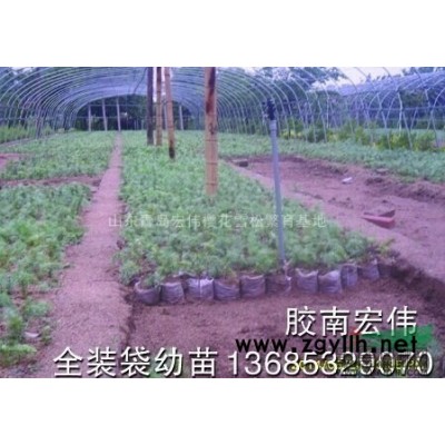 山東櫻花基地，山東櫻花供應，山東櫻花批發(fā)。山東青島櫻花基地，