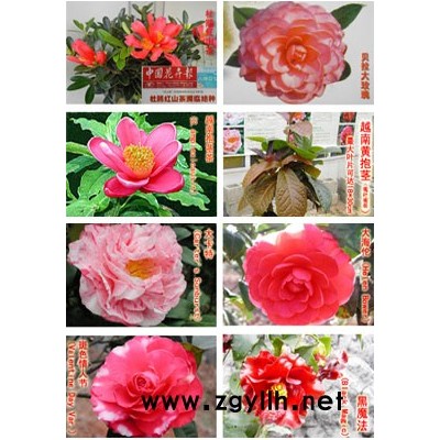 名貴茶花品種