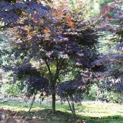 供應(yīng)桂花