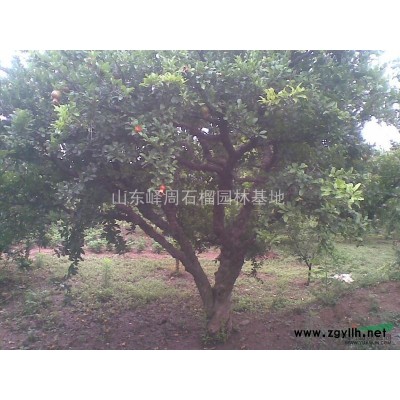 石榴樹(shù)苗