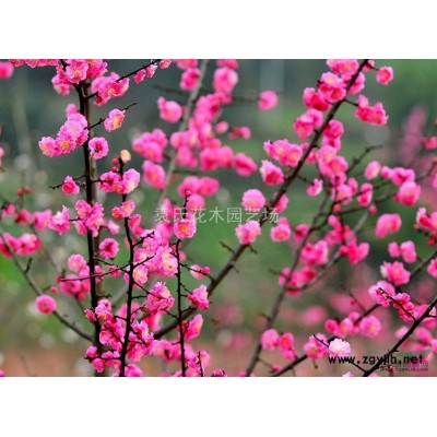 本場(chǎng)有山玉蘭小苗50萬(wàn)，金桂小苗60萬(wàn)，