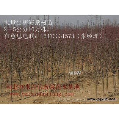海棠樹