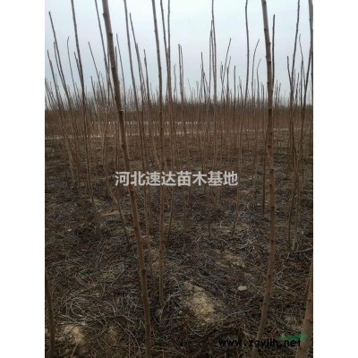 國槐，國槐基地，叢生國槐5--6米