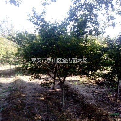 山東優(yōu)質(zhì)黃金槐樹苗基地價(jià)格批發(fā)種植銷售綠化工程苗金枝國槐樹苗