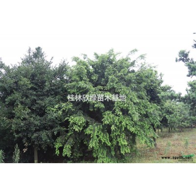 桂林地區(qū)供應(yīng)規(guī)格*國槐