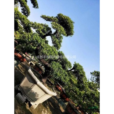大小規(guī)格國(guó)槐9基地
