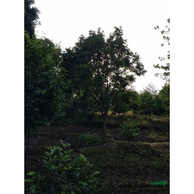 北方國槐，8公分國槐，國槐浙江行情，大量供應北方國槐，法