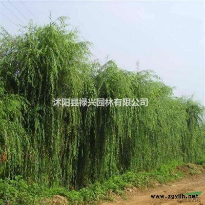 2019國(guó)槐*新價(jià)格 國(guó)槐報(bào)價(jià)表 國(guó)槐多少錢(qián) 國(guó)槐種子