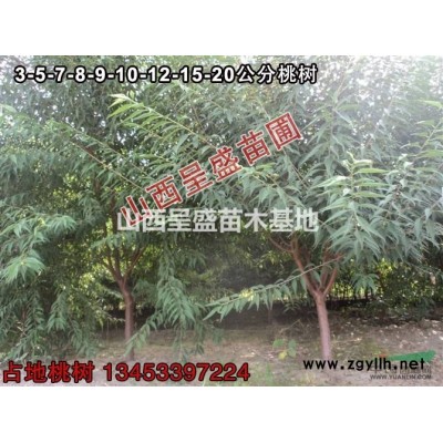 山西哪里的營養(yǎng)杯白皮松小苗多還便宜