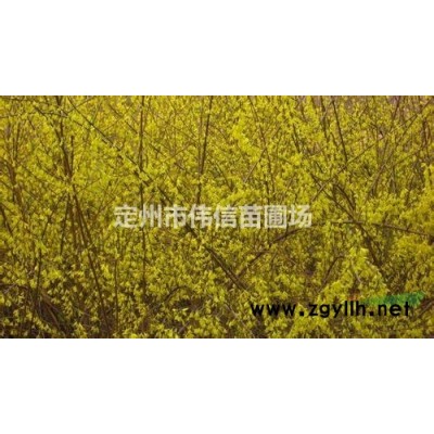 國槐簡介  河北保定國槐批發  定州國槐產地報價  規格*