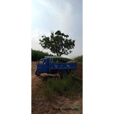 2.5米白皮松產(chǎn)地價格＝2米5白皮松裝車價格＝2.5米白皮松多少錢