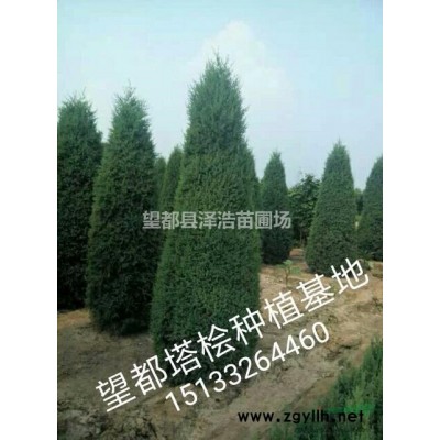 國槐河北國槐價格國槐生產(chǎn)廠家國槐報價表3～12公分國槐價格表