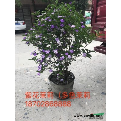 大規(guī)格國槐/優(yōu)質(zhì)精品國槐大樹/園林工程國槐樹