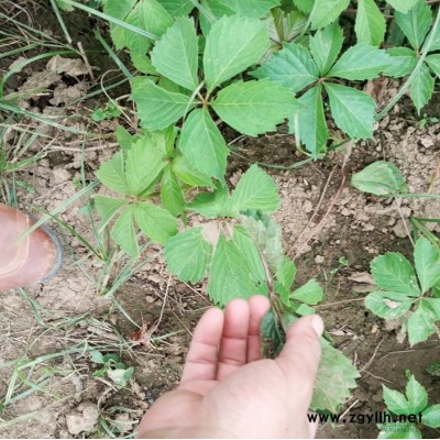 大量供應白皮松 白皮松基地