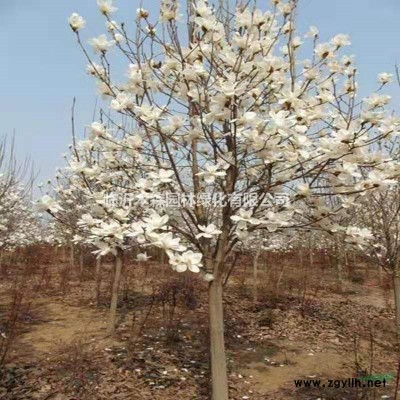 山東國槐基地 大小規(guī)格國槐供應(yīng) 高分枝點國槐樹 精品國槐