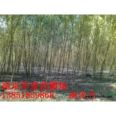低價供應欒樹