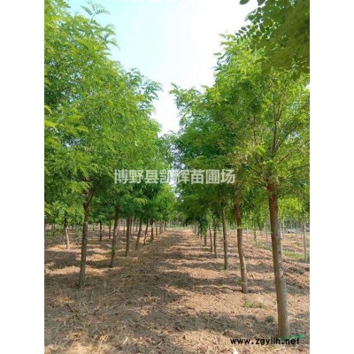 保定博野1-30公分國槐