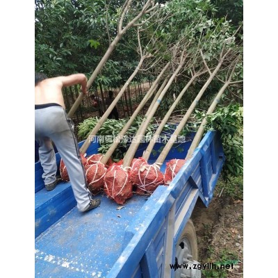 河南國槐