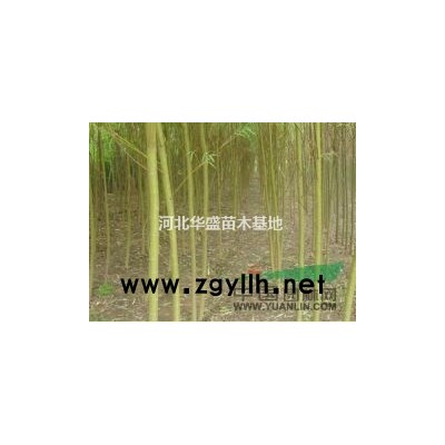金枝國(guó)槐批發(fā) 18公分金枝槐