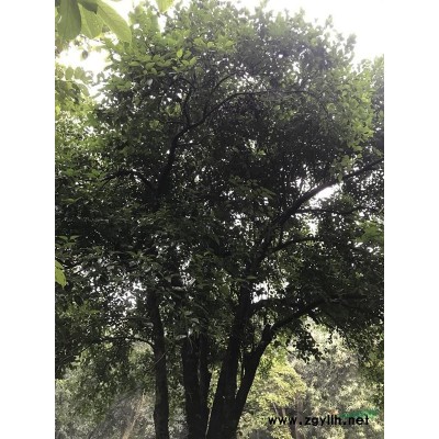 欒樹-園區(qū)綠化苗