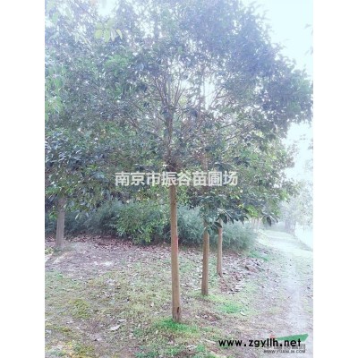 南京地區(qū)供應4米白皮松