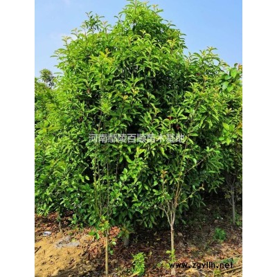 白皮松-白皮松價格-白皮松基地-河南白皮松-白皮松小苗-基地直銷1-5米白皮松
