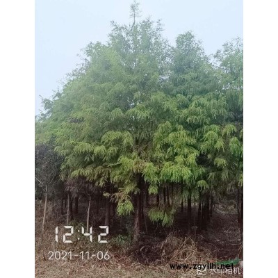 黃山欒樹