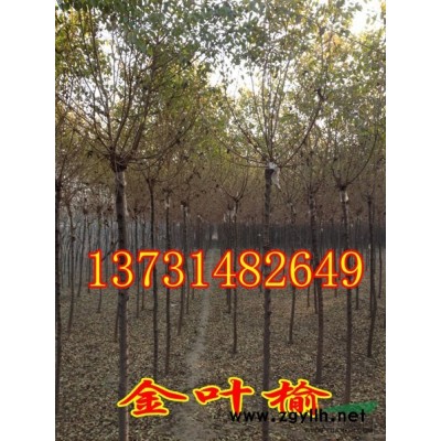 供應4公分國槐-供應5公分國槐-供應6公分國槐-國槐價格
